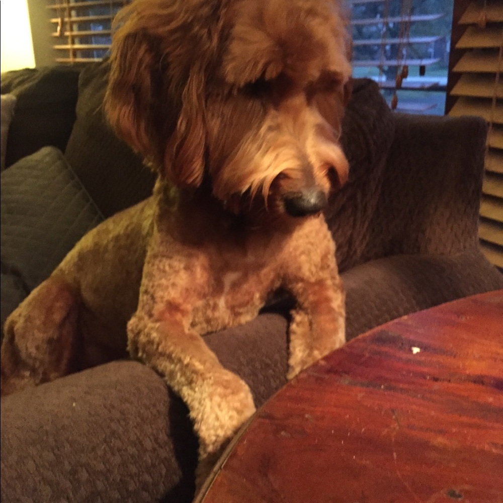 Meet your Posher, Audrey